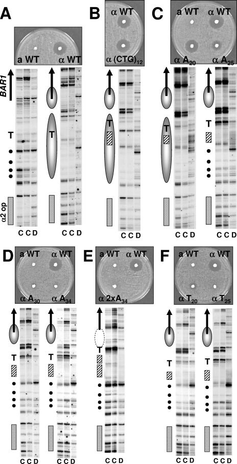 FIG.2.