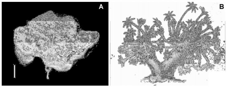 Figure 20