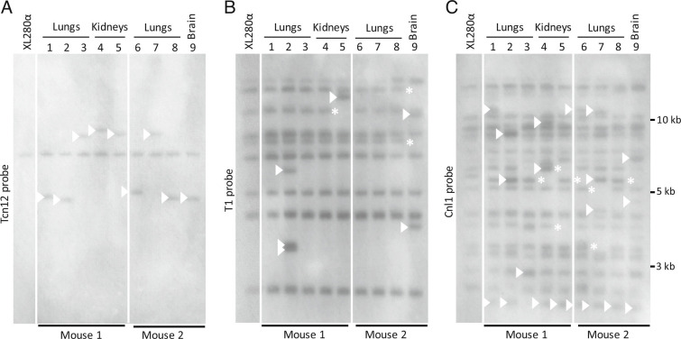 Fig. 5.