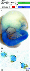 FIG. 2.