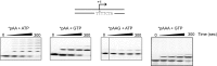 Figure 1—figure supplement 2.