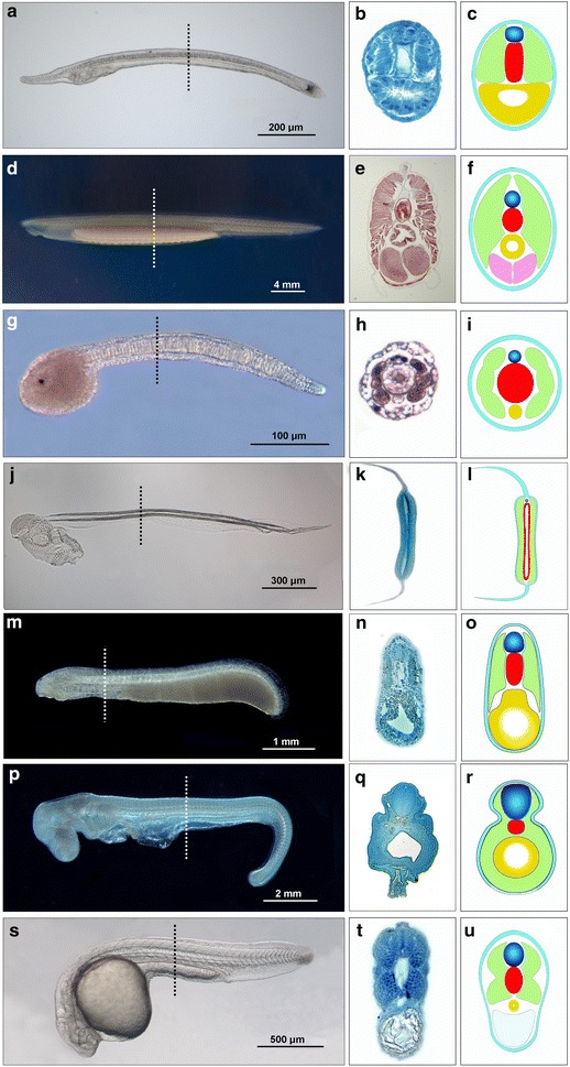 Fig. 1