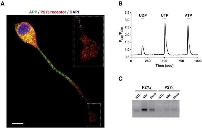 Fig. 1