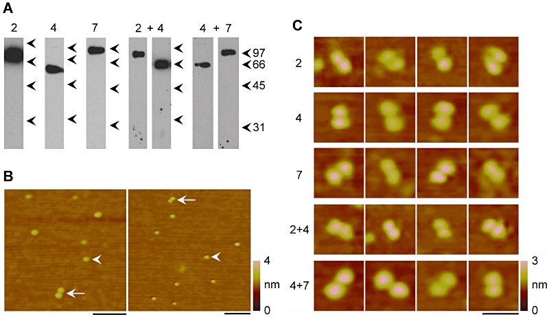 Figure 5