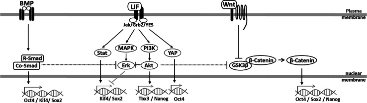 Fig. 2