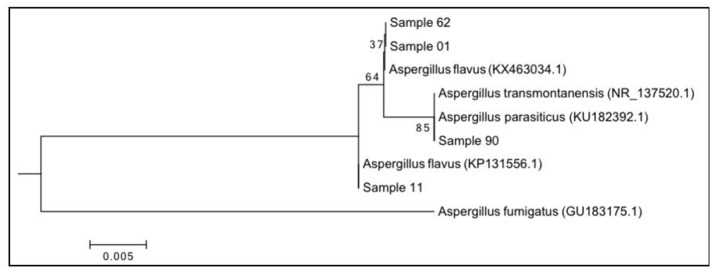 Figure 5