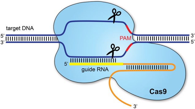 Figure 1