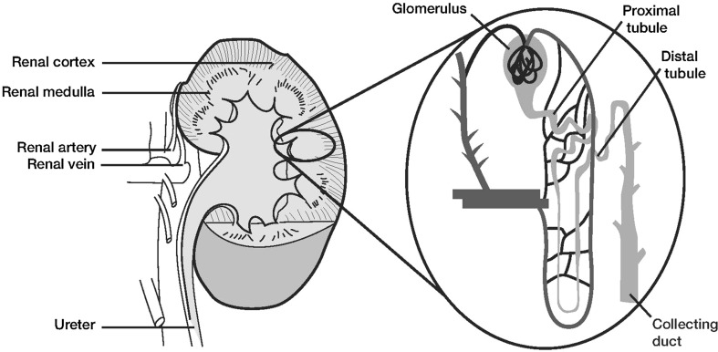 Fig. 1