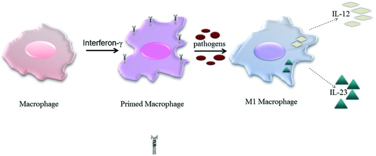 Figure 1.