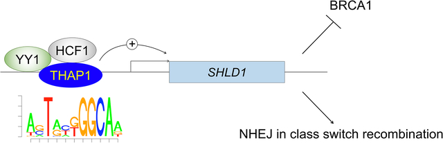 graphic file with name nihms-1772517-f0001.jpg