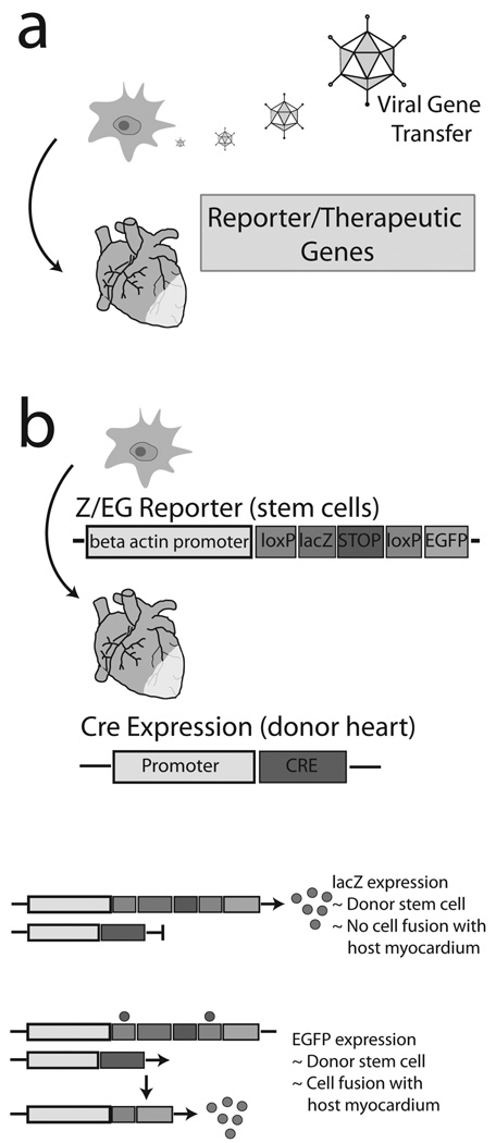 Fig. (3)