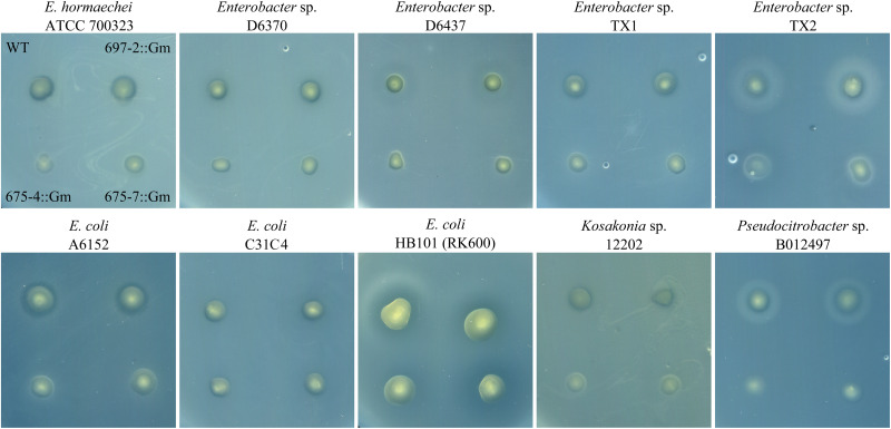 FIGURE 2