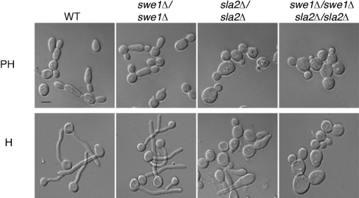 Fig. 6.