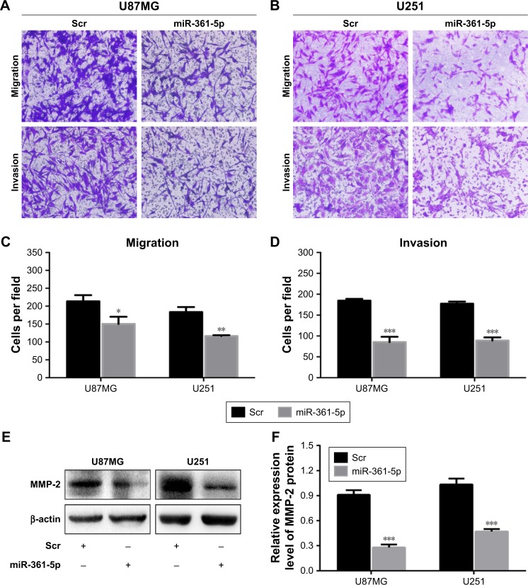 Mir P Inhibits Glioma Migration And Invasion By Targeting Snd Pmc