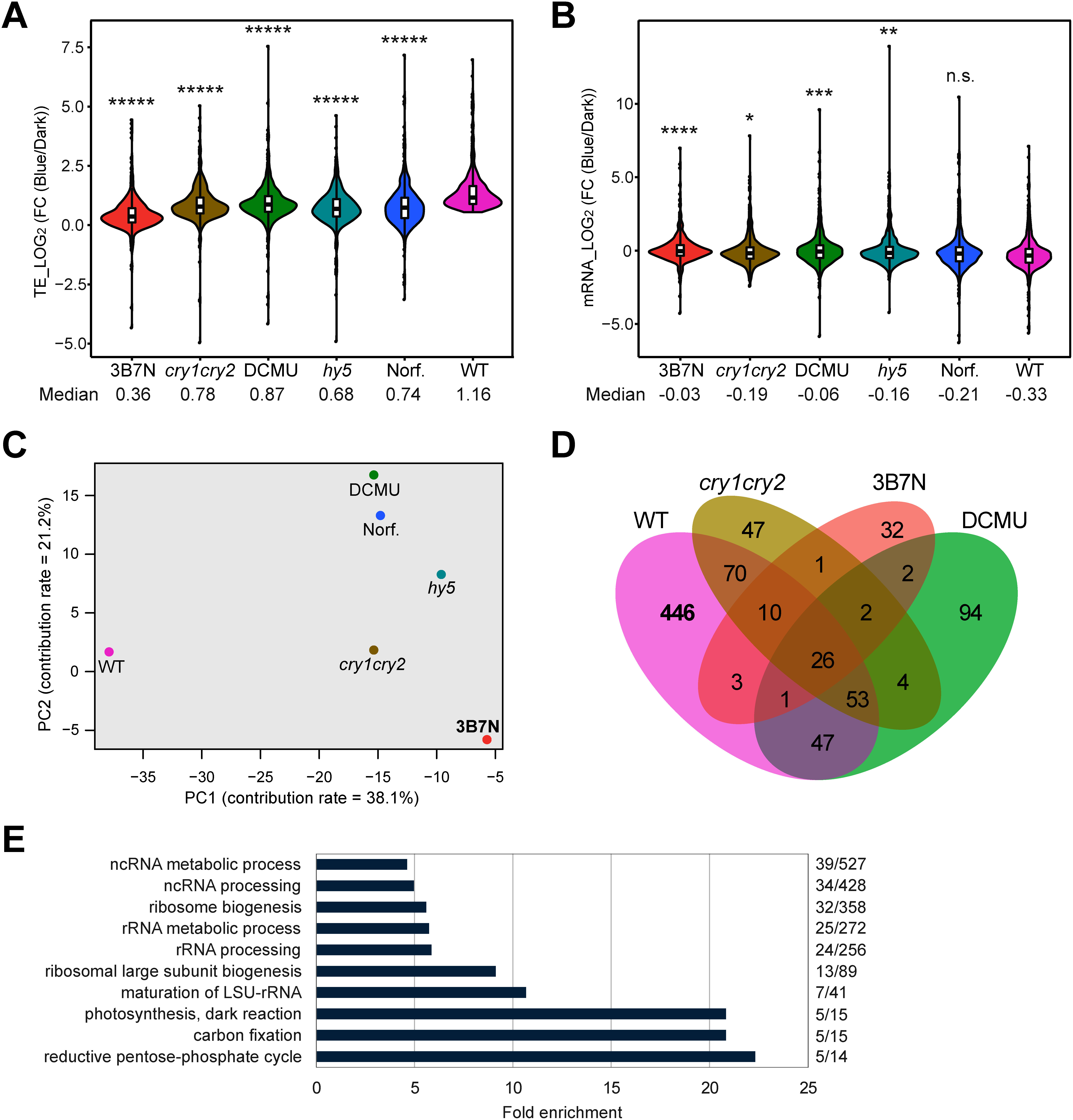 Figure 2. Effect of 3B7N treatment on gene expression of the 656 TE-up-regulated genes upon blue light exposure in the WT. (A) and (B), Changes of TE (A) and mRNA accumulation (B) of the 656 TE-up-regulated genes upon blue light exposure in the WT in WT, hy5, cry1cry2 and 3B7N-, DCMU- and norflurazon (Norf.)-treated WT seedlings. Significant differences between the WT and each genotype and treatment in (A) and (B) were detected by Tukey’s HSD test (p-values *<10−2, **<10−4, ***<10−5, ****<10−6, *****<10−7, n.s.=not significant). (C) Principal component analysis for TE changes of the 656 genes. Contribution rates for PC1 and PC2 are 38.1% and 21.2%, respectively. (D) Overlap of TE-up-regulated genes between the WT, cry1cry2, DCMU and 3B7N. (E) GO analysis of the 446 genes upregulated upon blue light exposure in the WT but not in cry1cry2, DCMU or 3B7N. Numbers of enriched genes relative to total numbers of genes in each GO term are shown on the right.