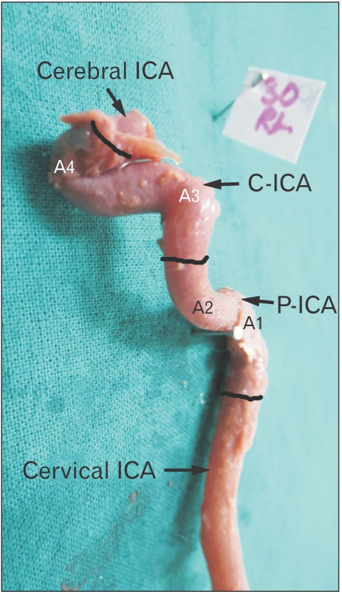 Fig. 5