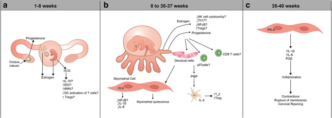 Multiomic Immune Clockworks Of Pregnancy - Pmc