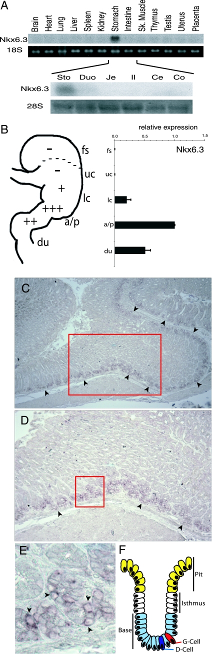 FIG. 1.