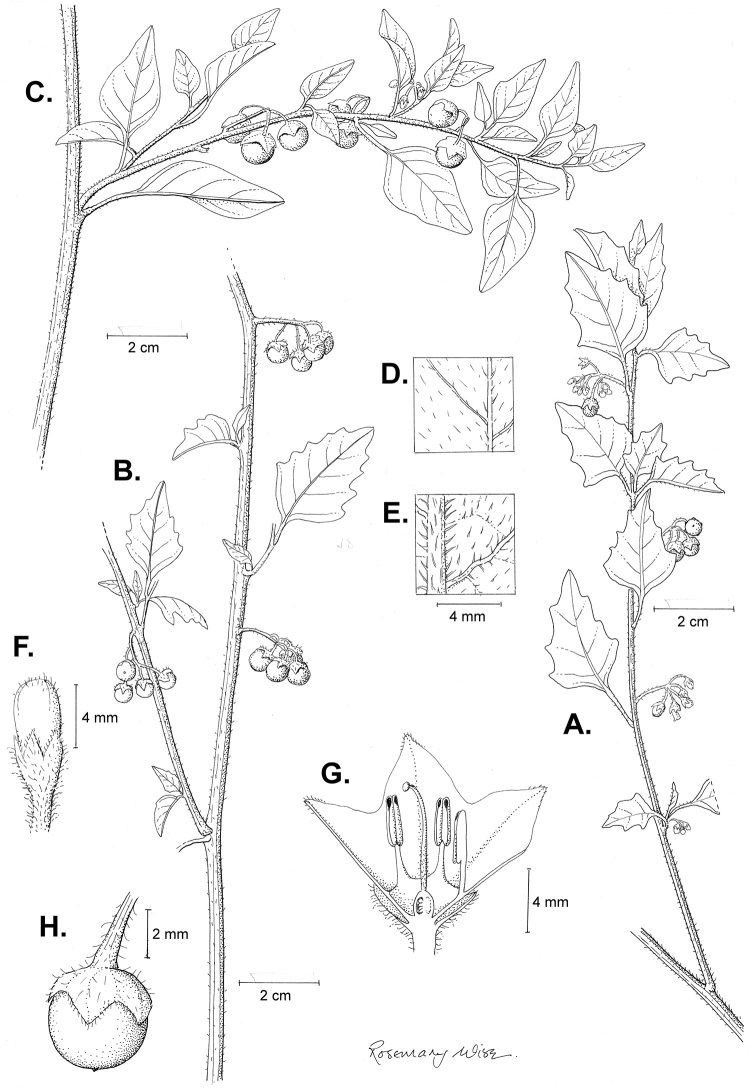 Figure 33.