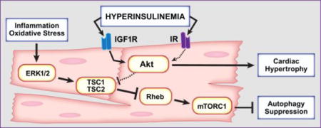 graphic file with name nihms912871u1.jpg