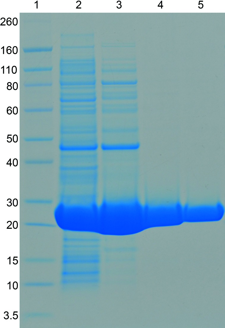 Figure 5