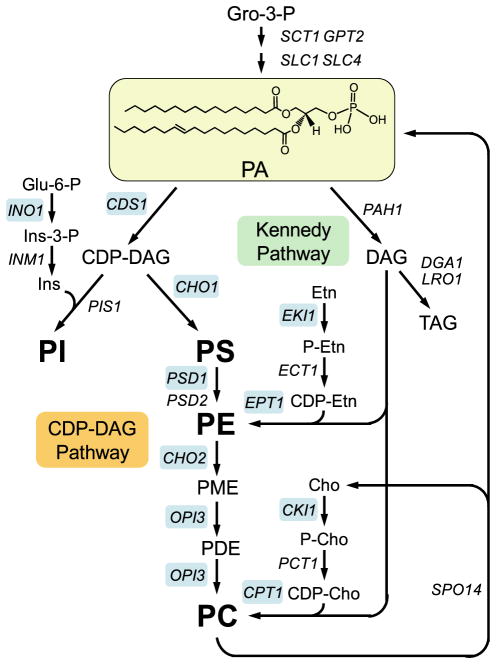 FIGURE 1