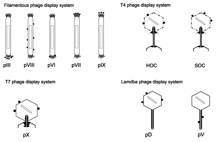 graphic file with name hvi-8-1817-g1.jpg