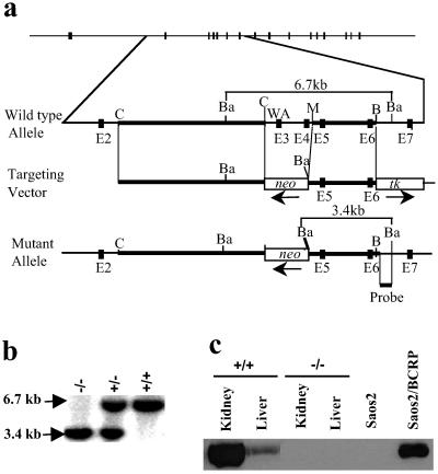 Fig 1.