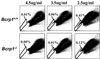 Fig 2.