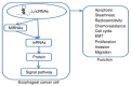 Figure 1. Function of lncRNAs in esophageal cancer. LncRNAs are involved in regulating key biological processes in esophageal squamous cell carcinoma, such as tumor cell proliferation, invasion, metas...