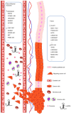 Figure 2. Potential lncRNA candidate markers in esophageal cancer. LncRNA, long non–coding RNA; SNHG1, small nucleolar RNA host gene 12; VPS9D1, VPS9 domain containing 1; EWSAT1, Ewing sarcoma associa...