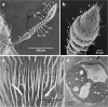Fig. 2