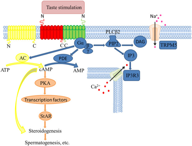 FIGURE 1