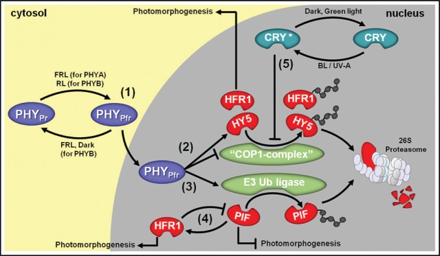 FIGURE 1