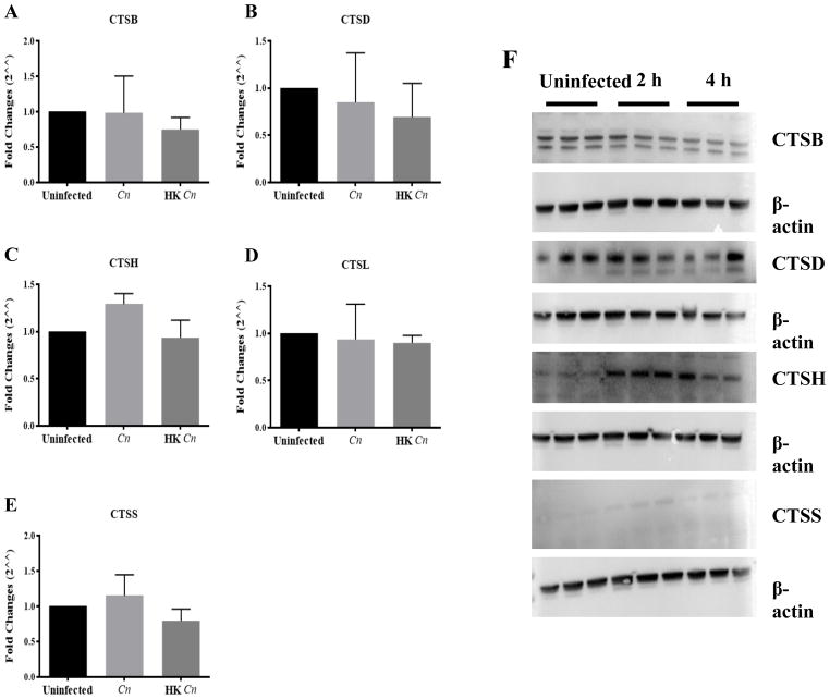 Fig 12