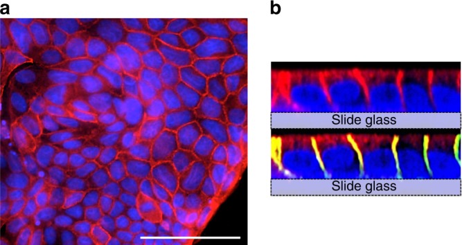 Fig. 2