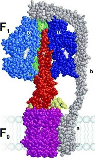 Fig. 2