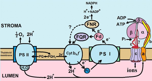 Fig. 1