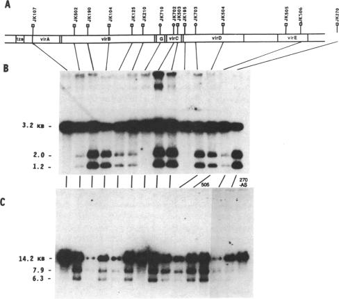 graphic file with name pnas00247-0021-c.jpg