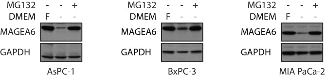 Figure 4—figure supplement 4.