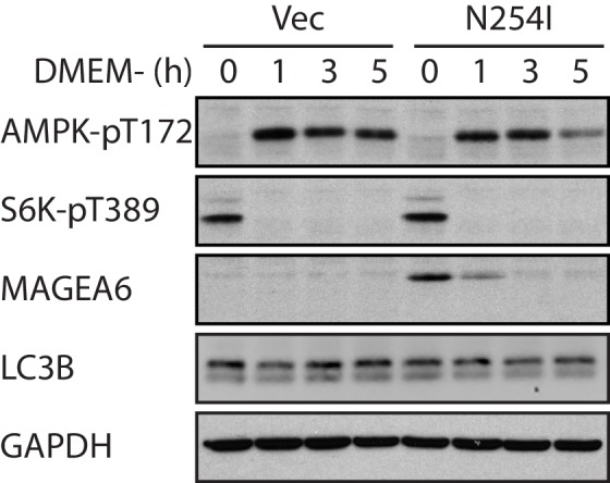 Figure 5—figure supplement 3.