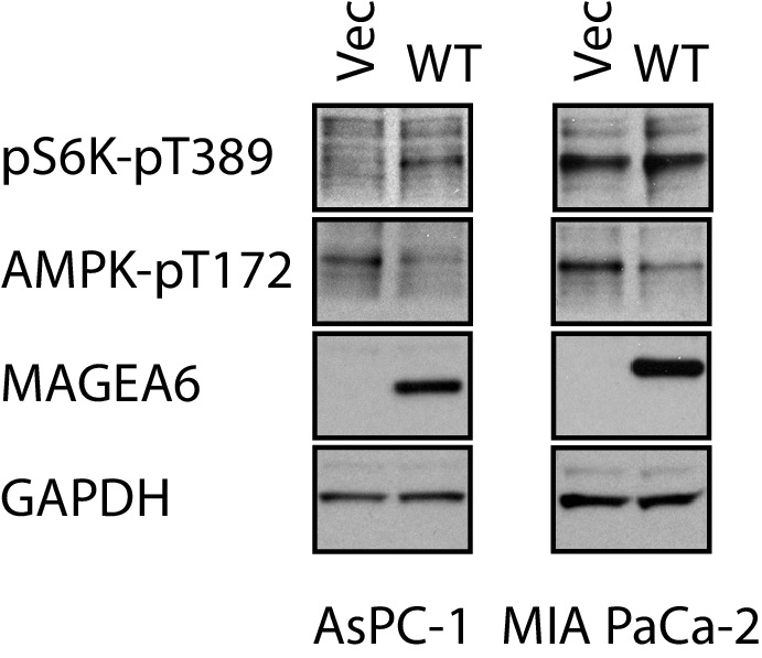 Figure 5—figure supplement 1.