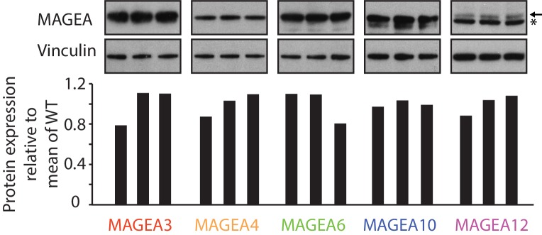 Figure 2—figure supplement 2.