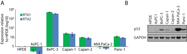 Figure 6—figure supplement 1.