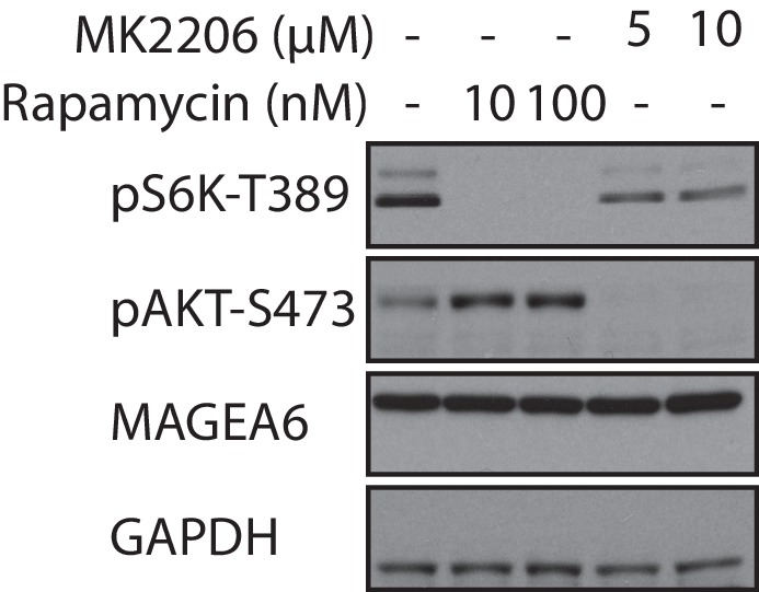 Figure 4—figure supplement 5.