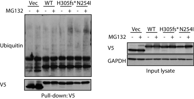 Figure 4—figure supplement 2.