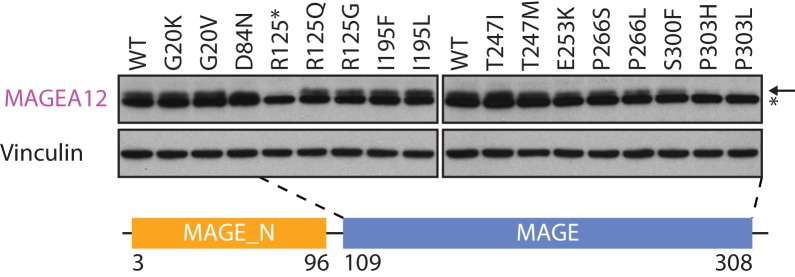 Figure 2—figure supplement 1.