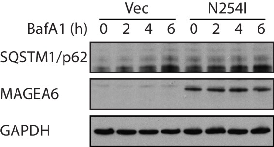 Figure 5—figure supplement 2.