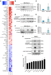 Figure 1. A RPPA was performed to reveal the mechanical stress–induced mechanism in pancreatic cancer cell lines. A, Heatmap showing proteins exhibiting the largest fold increases (red) or decreases (blue) in compressed MIA PaCa-2 pancreatic cancer cells relative to the control cells. Proteins were analyzed by RPPA and paired t test was performed to identify proteins that are differently expressed between compressed and uncompressed cells. Values in the heatmap represent the log2 ratio (compressed/uncompressed) of expression level for each protein in each condition (three biological replicates representing three columns). Differences were considered significant with P < 0.05. Immunoblotting was performed using the same lysates (MIA PaCa-2) that were analyzed by RPPA, to validate the activation of phospho-HSP27 (S82; B and C), phospho-p38 MAPK (Thr180/Tyr182; D and E) and phospho-c-Jun (S73; F and G) Graphs represent the average fold change ±SE in each lane normalized to β-tubulin between control and compressed cells as quantified by ImageJ (three biological replicates; n = 3). Asterisks (*) indicate statistically significant changes between control and compressed cells (P < 0.05 in Student t test). H, Validation of phospho-HSP27, -p38 MAPK, -c-Jun and -JNK, in PANC-1 pancreatic cancer cells from two biological replicates. Numbers in gray font indicate the fold change between control and compressed cells as quantified by ImageJ. I, Pathway score analysis was calculated as the average sum of expression level of all members in each pathway, and then normalized to the uncompressed expression level. The protein members of the pathways are shown in Supplementary Fig. S2.