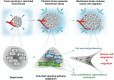 Figure 7. Mechanical stress–induced signaling pathway adaptation that drives pancreatic cancer cell migration. Mechanical compressive forces are generated during pancreatic tumor growth in the restricted environment of a host tissue. These forces transmit the respective solid stress intracellularly, by activation of JNK/c-Jun, p38 MAPK/HSP27, Rac1, and cdc42. The activation of p38 MAPK/HSP27 and JNK/c-Jun signaling axes can regulate cell adaptation to the new environment by driving their proliferation under compression. Rac1 and cdc42 are activated in turn, and can regulate actin cytoskeleton remodeling for the formation of cell protrusions changing progressively the cell shape. Rac1 and cdc42 also mediate actomyosin contractility, to eventually promote pancreatic cancer cell migration under compression.